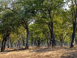 Zambia 094