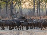 Zambia 104