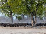 Zambia 106