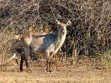 Zambia 131