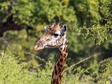Zambia 140