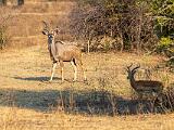 Zambia 142