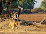 Zambia 145