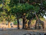 Zambia 165