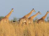 Zambia 168