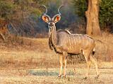 Zambia 170