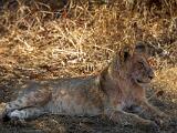 Zambia 201
