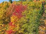 Foliage 004