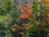 Foliage 006