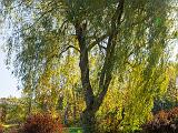 Foliage 008