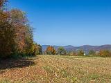 Foliage 010