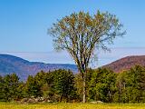 Foliage 014