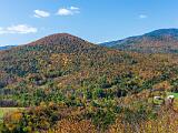 Foliage 015