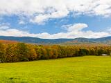 Foliage 017