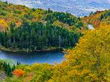 Foliage 018