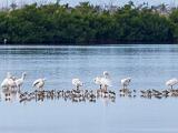 12-B Ding Darling NWR