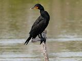 Ding Darling NWR 003
