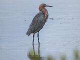 Ding Darling NWR 004