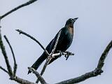 Ding Darling NWR 005