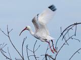 Ding Darling NWR 006