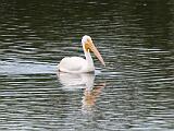 Ding Darling NWR 008