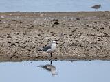 Ding Darling NWR 010