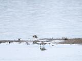 Ding Darling NWR 011