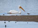 Ding Darling NWR 012