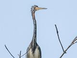 Ding Darling NWR 015