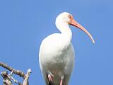 Ding Darling NWR 016