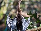 Birds 001