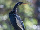 Birds 002