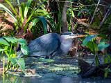 12-H Corkscrew Swamp