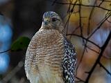 Birds 007
