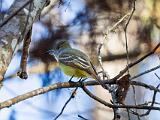 Birds 008