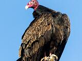 Birds 009