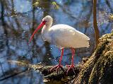 01-A Six Mile Cypress Swamp