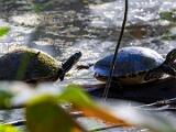 Corkscrew Swamp 001
