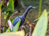 Corkscrew Swamp 003