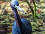 Corkscrew Swamp 004