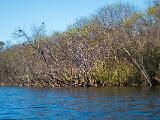 Turner River 008