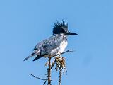 Big Cypress 003