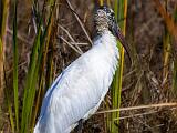 Big Cypress 006