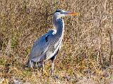 Big Cypress 007