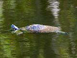 Big Cypress 008
