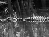 Big Cypress 009