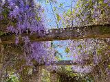 Garden 007