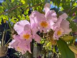 Garden 021