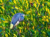 SWFL Day 009