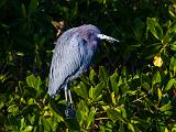 SWFL Day 013